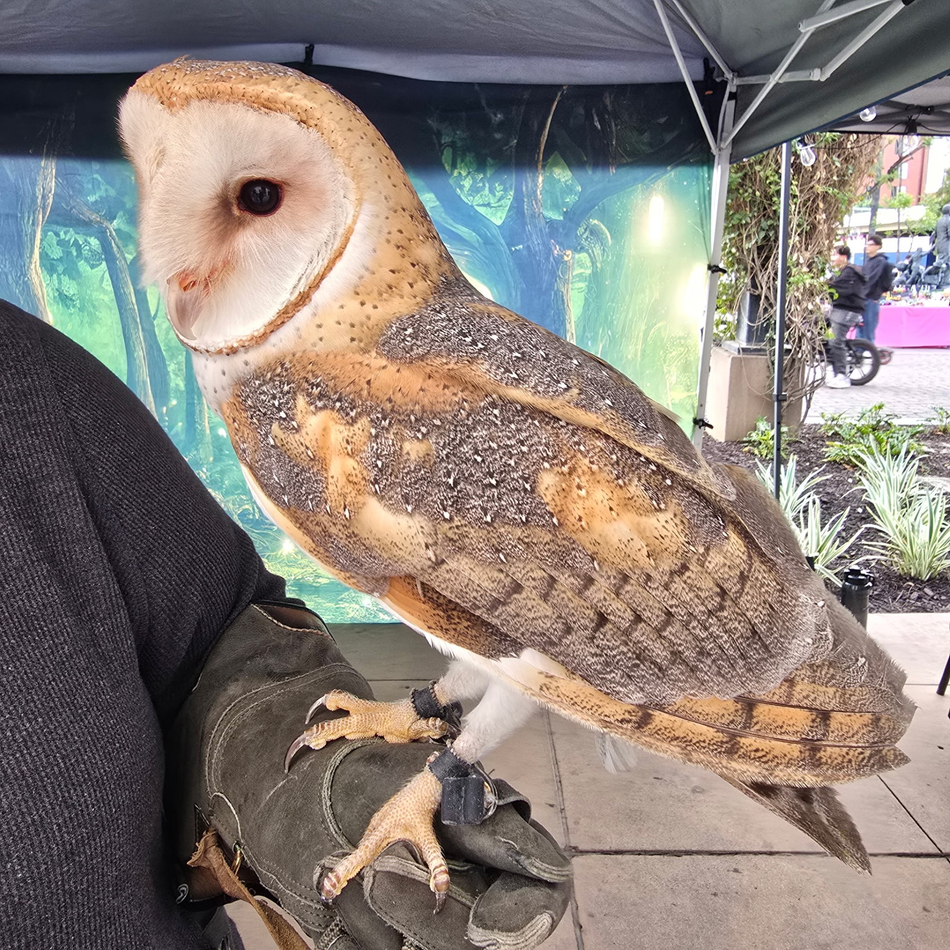 Aruna, a Barn Owl